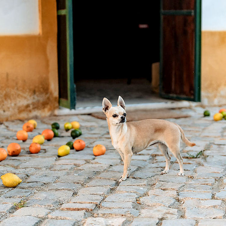Kleiner Hund steht auf Kopfsteinpflaster vor rustikalem Haus in Portugal, umgeben von bunten Zitrusfrüchten