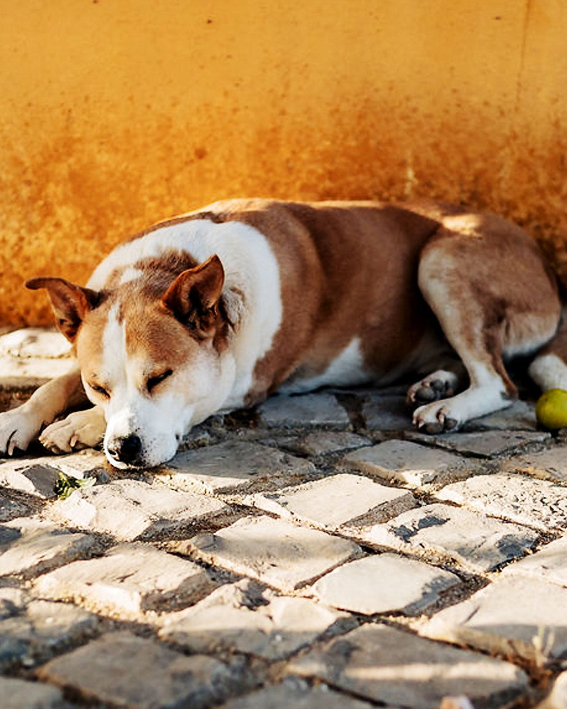 Hund schläft entspannt auf Kopfsteinpflaster vor einer gelben Wand in Portugal, Sommerstimmung mit Zitronen und Orangen