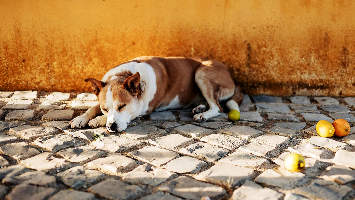 Hund schläft entspannt auf Kopfsteinpflaster vor einer gelben Wand in Portugal, Sommerstimmung mit Zitronen und Orangen